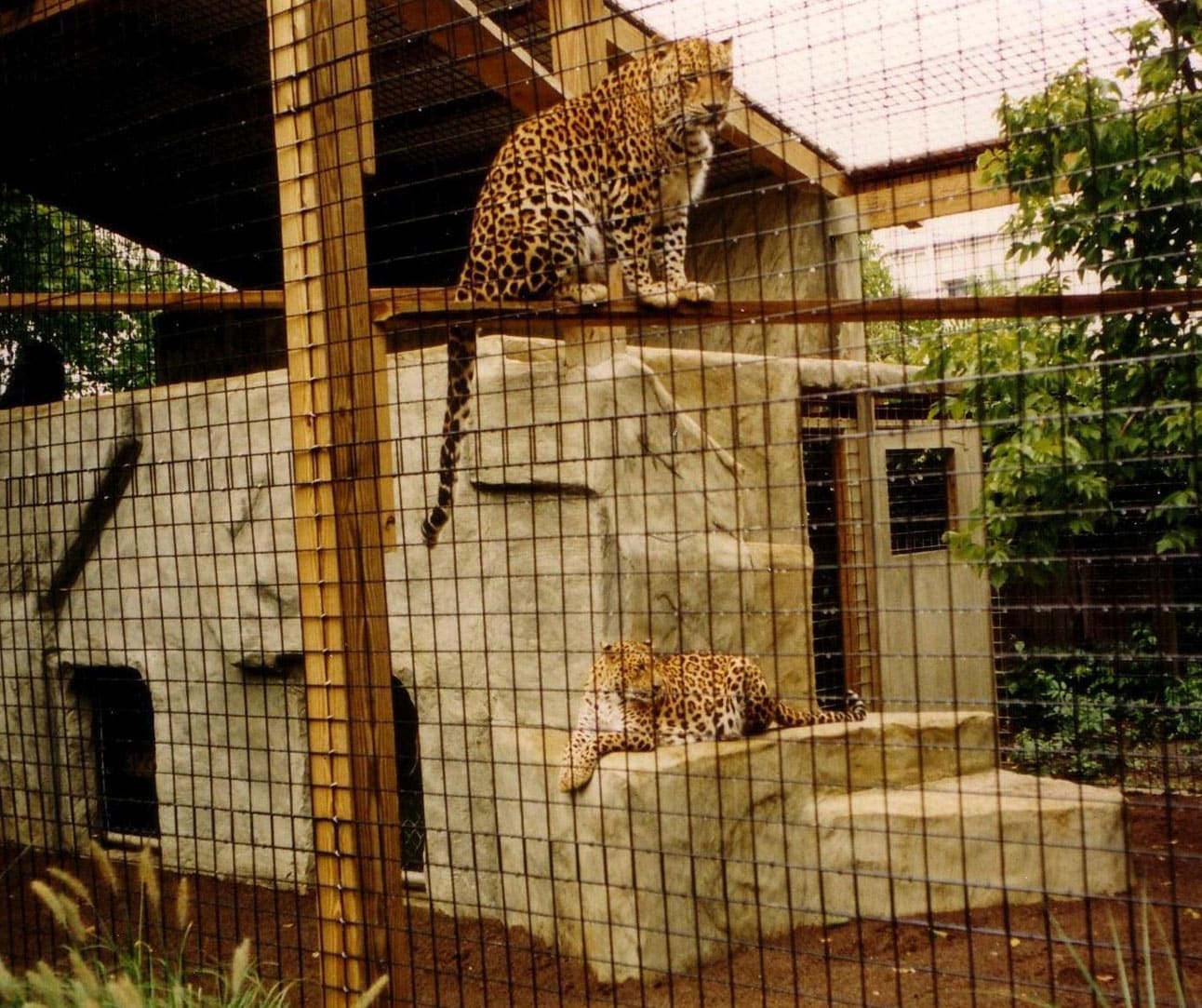 aviary-cage-poultry-wire-mesh-cages-kennels-c-e-shepherd